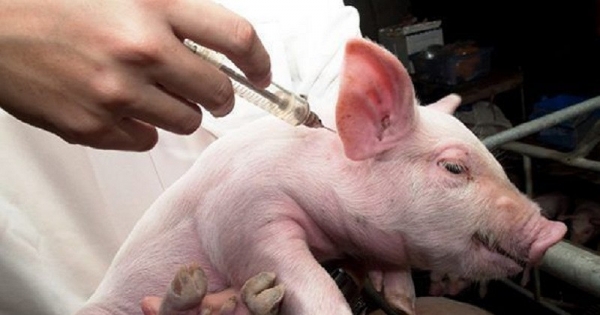 Vacunación Cerdos