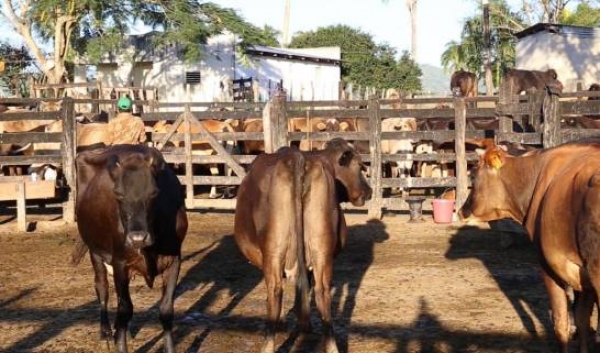 Gobierno dominicano introducirá ganado de alta genética en Higüey