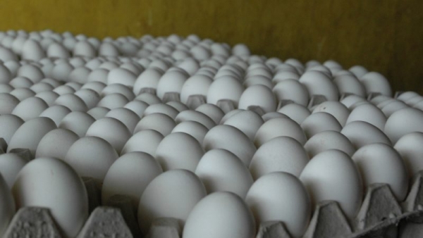Se quejan dificultad comercializar huevos