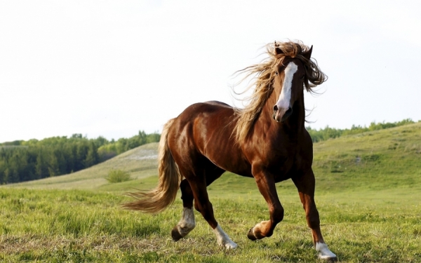 CABALLOS Equus ferus caballus