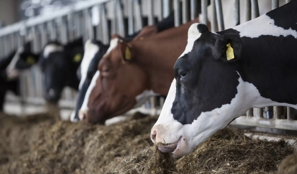 Digega asegura Proyecto D1 Ganadero, Azua, será mejor núcleo raza Holstein