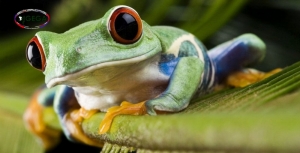 Porque debemos cuidar los anfibios