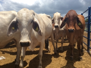 LA TRAZABILIDAD Y LA SANIDAD ANIMAL “Modernización de la sanidad bovina en República Dominicana”