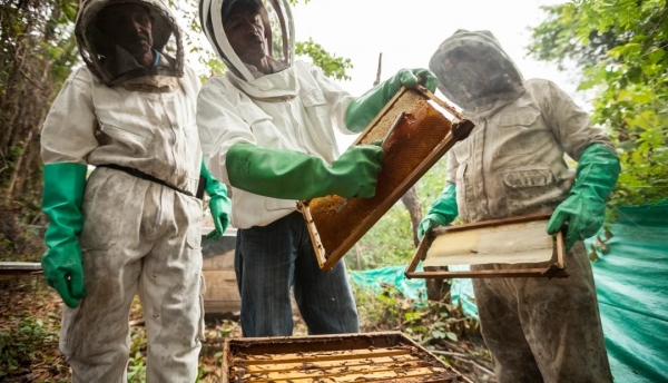 El cambio climático le resta “vuelo” a exportación de miel