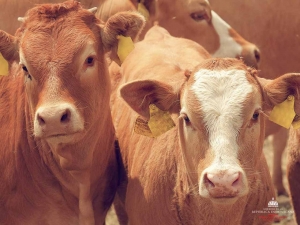 RD analiza en trazabilidad animal para elevar calidad pecuaria