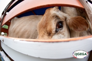 Guia de Movilización de Animales