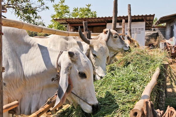 Pastos, insumo primordial para ganadería dominicana