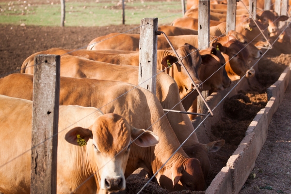 Dirección de ganadería asegura protege la pecuaria dominicana