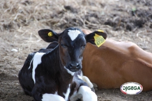 Tuberculosis bovina. (Cuando la despoblación es la mejor opción)