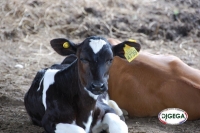 Tuberculosis bovina. (Cuando la despoblación es la mejor opción)