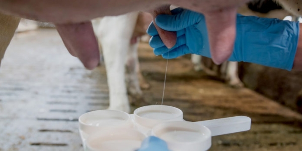 Realizan 6,444 analíticas sobre calidad de leche