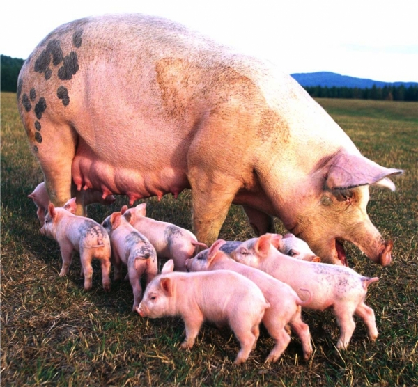 DIGEGA realizará Jornada Nacional de Vacunación contra la Peste Porcina Clásica