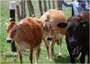 Importancia de la Salud y Bienestar de los Animales en Producción