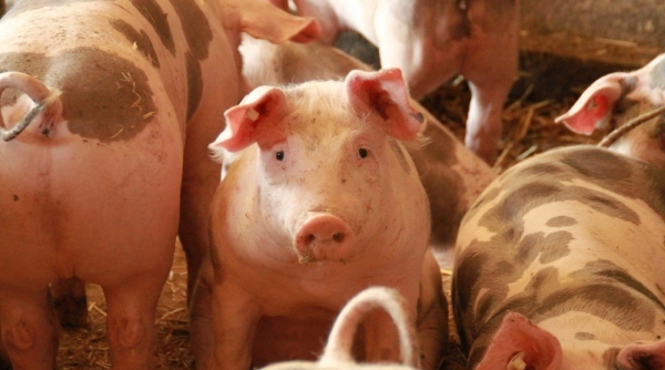 Plan de Contingencia Sánchez Ramírez para la Erradicación Peste Porcina Africana (PPA) República Dominicana