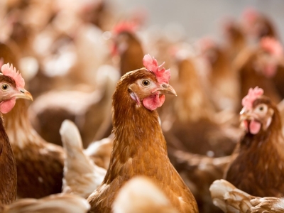Influenza aviar de alta patogenicidad y escasez de huevos y pollos