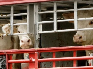 Control de la Movilización de Animales
