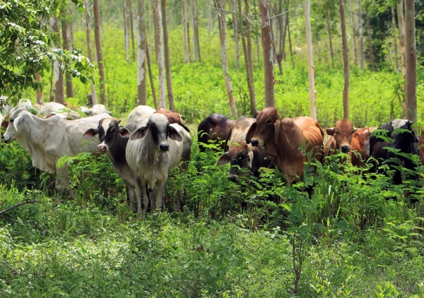Productores se beneficiaran del proyecto de ganadería climaticamente inteligente